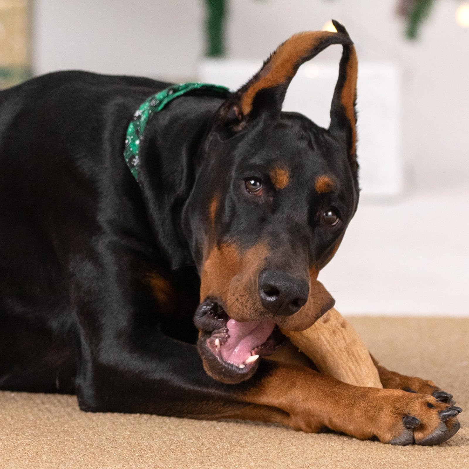 Willjoy gift-pack dog toys image highlights premium, ready-to-gift packaging.