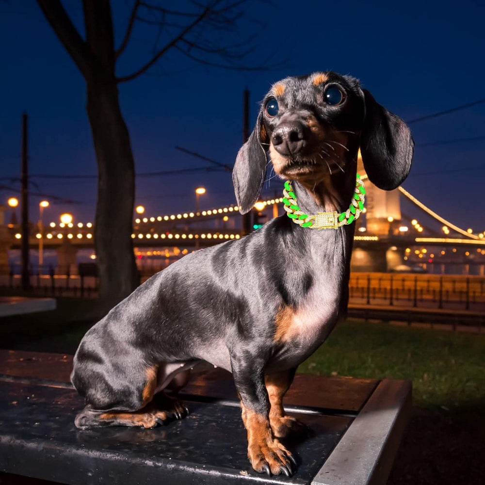 WimuPath lightweight collar on dog during walk