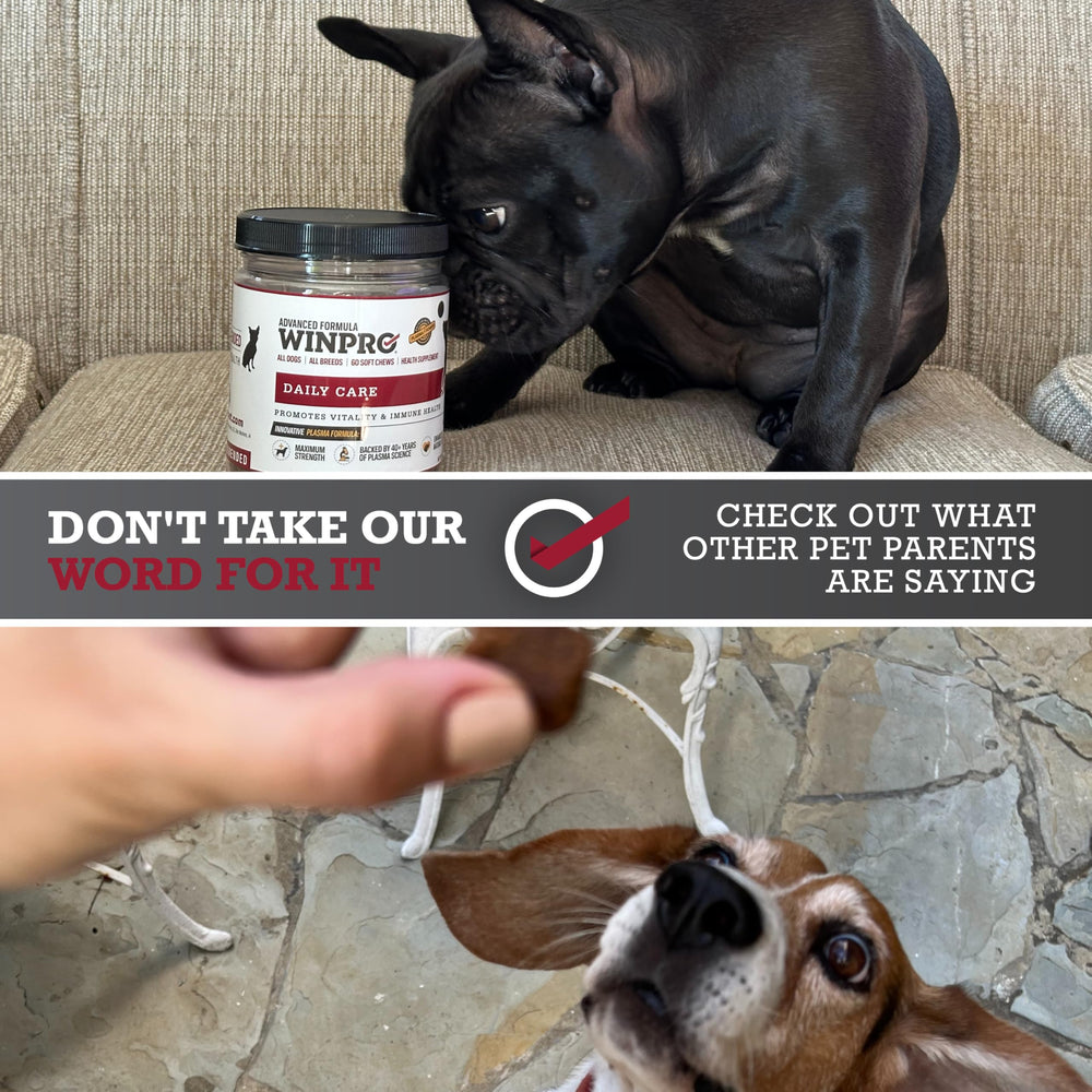 WINPRO Daily Care chews in dog bowl for easy daily care.