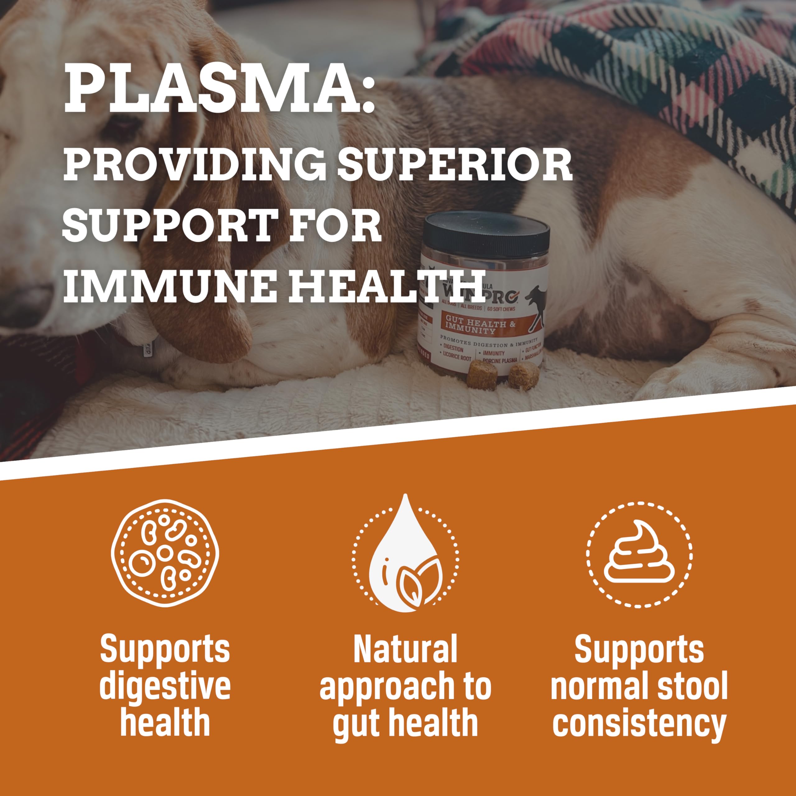 WINPRO Dog enjoying a chew illustrates daily vitality and comfort.