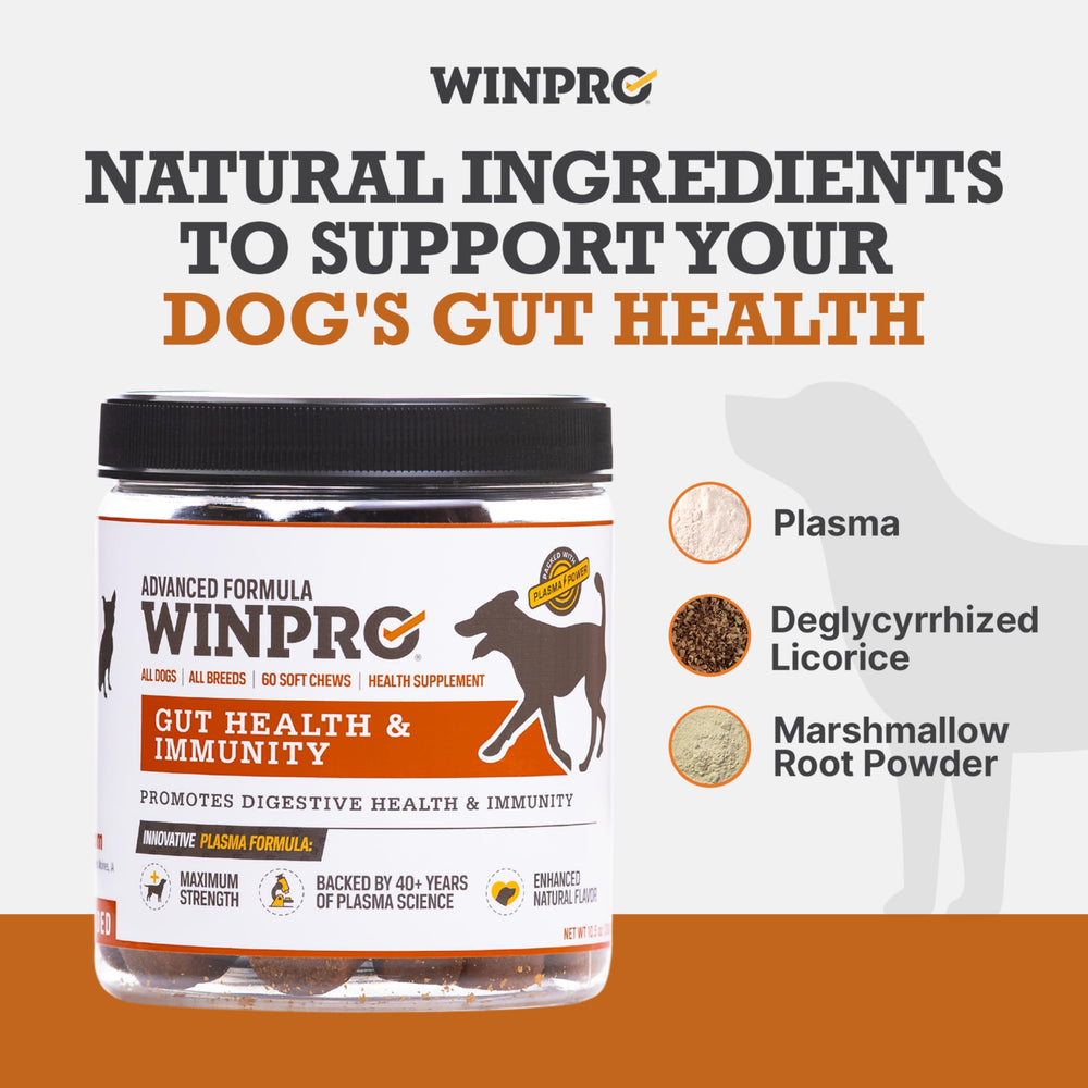 WINPRO Dog Gut Health Chews natural licorice and marshmallow root close-up promoting digestive comfort.