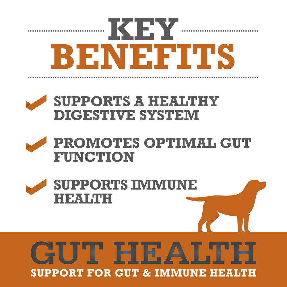WINPRO Dog Gut Health Chews soft-texture close-up suggests a palatable daily immune boost.