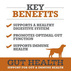 WINPRO Dog Gut Health Chews soft-texture close-up suggests a palatable daily immune boost.