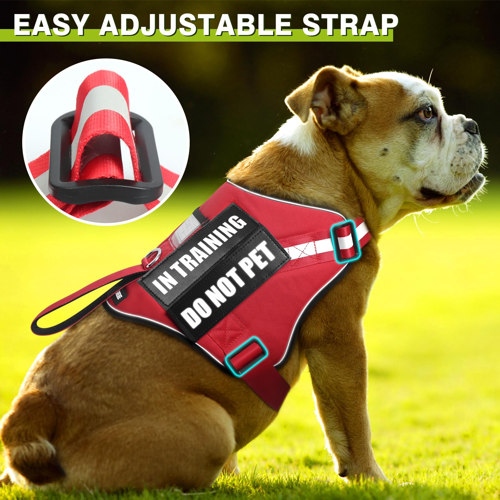 WINSEE 5ft dog leash demonstrating durability and length for controlled walking.