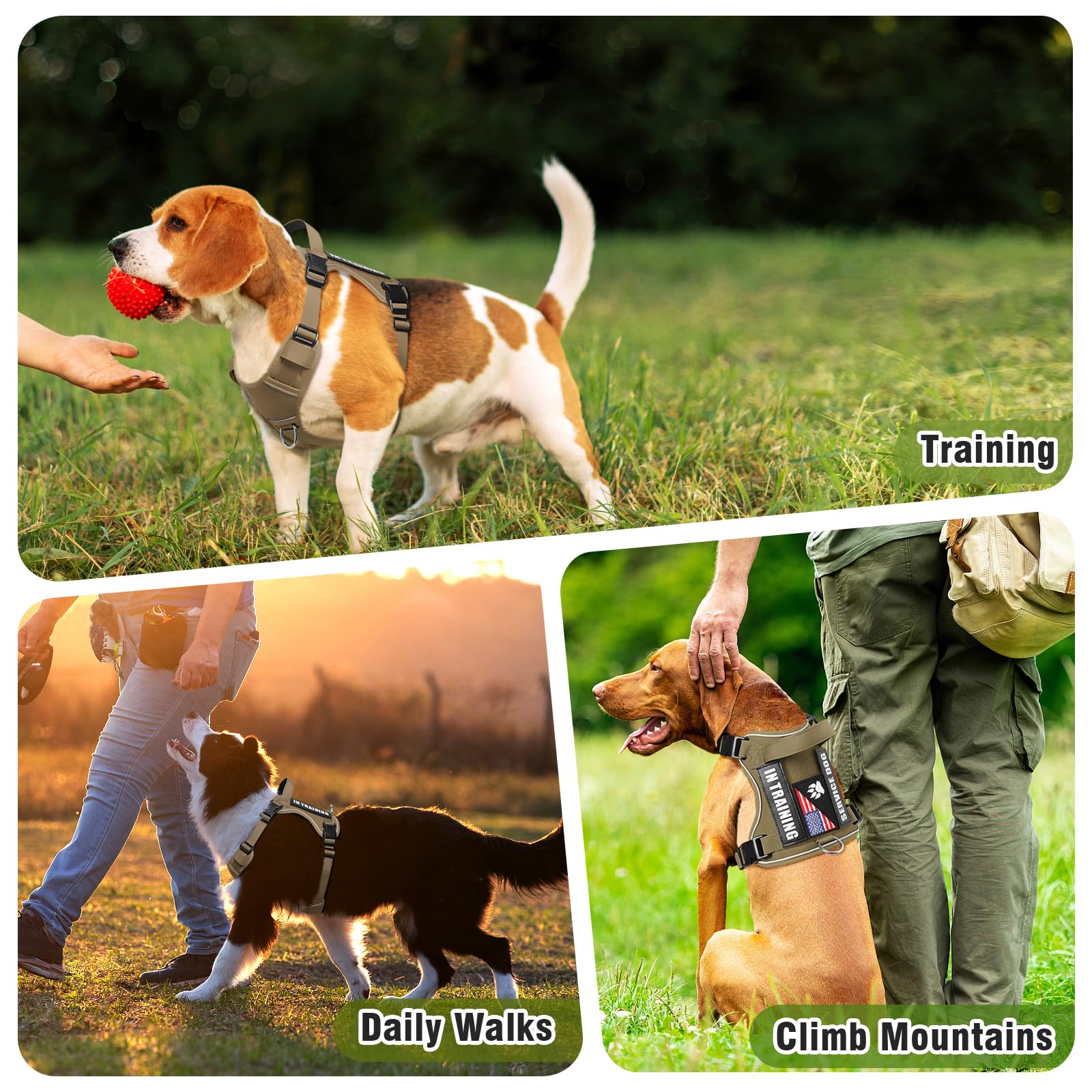 WINSEE large-breed friendly chest and neck adjustments for secure fit.