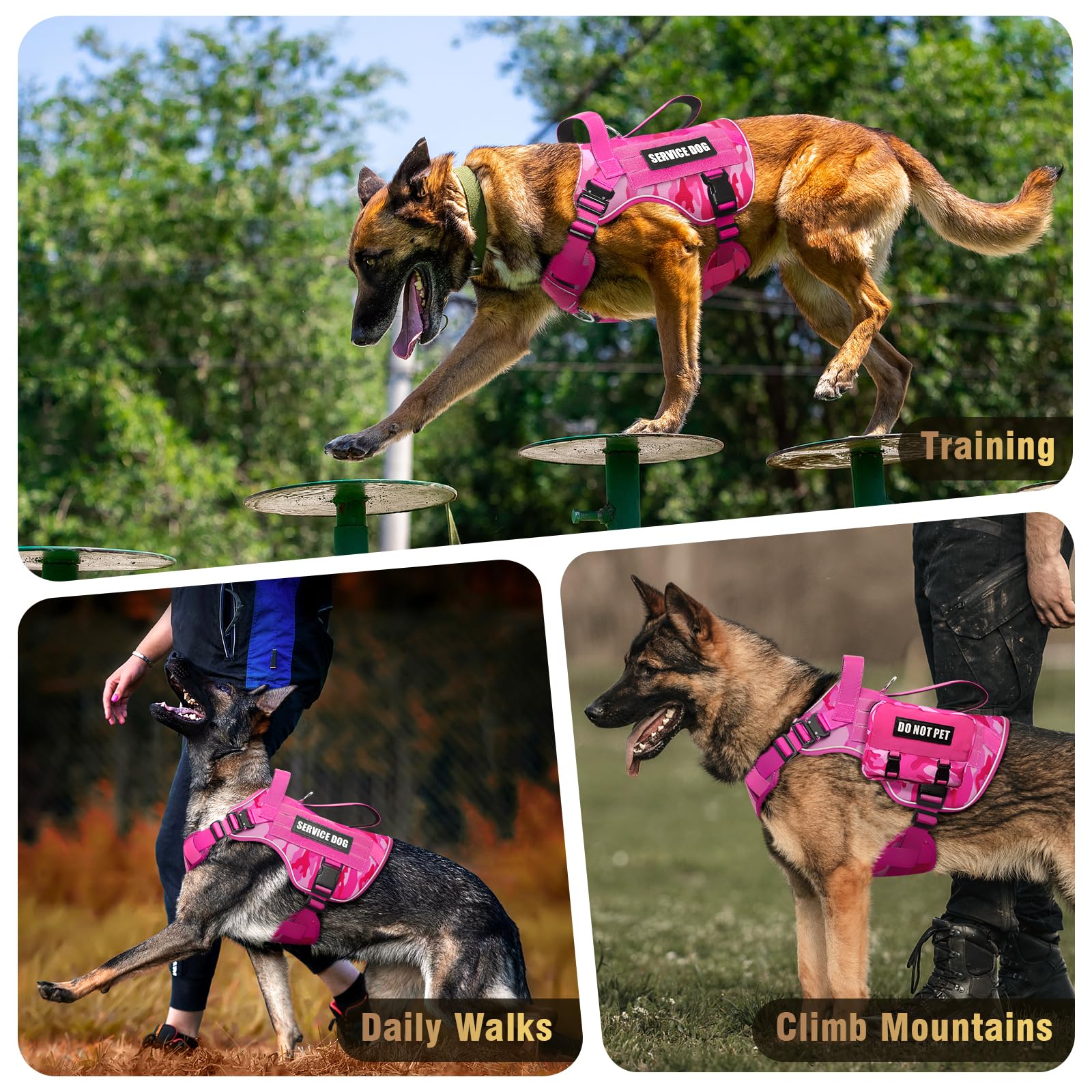WINSEE harness ready for outdoor walking and training sessions