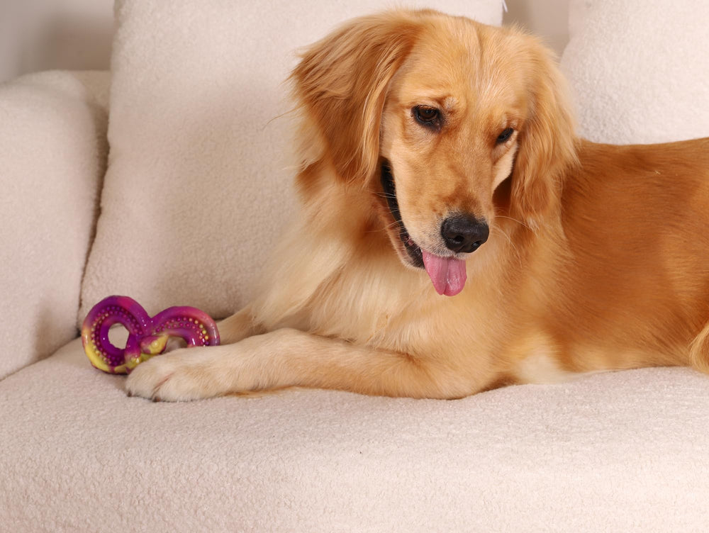 WinTour three-pack packaging for shared playtime and gift-worthy dog toys.