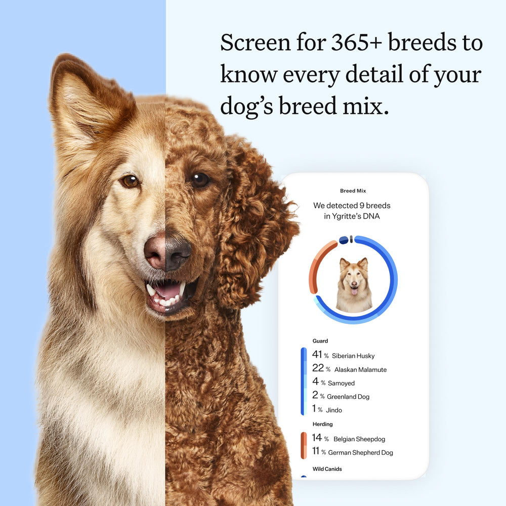 Wisdom Health Essential Dog DNA Kit swab close-up for painless at-home sampling.
