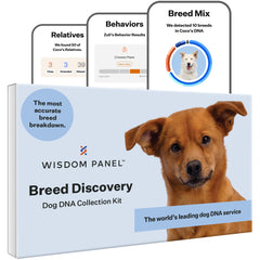 Wisdom Panel Breed Discovery Kit box showcases a user friendly at home DNA testing experience