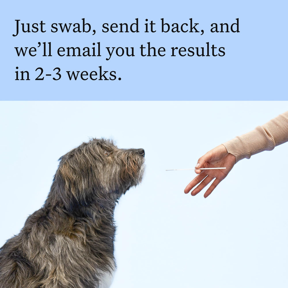 Wisdom Panel relatives image shows relative matches in a vast dog DNA network