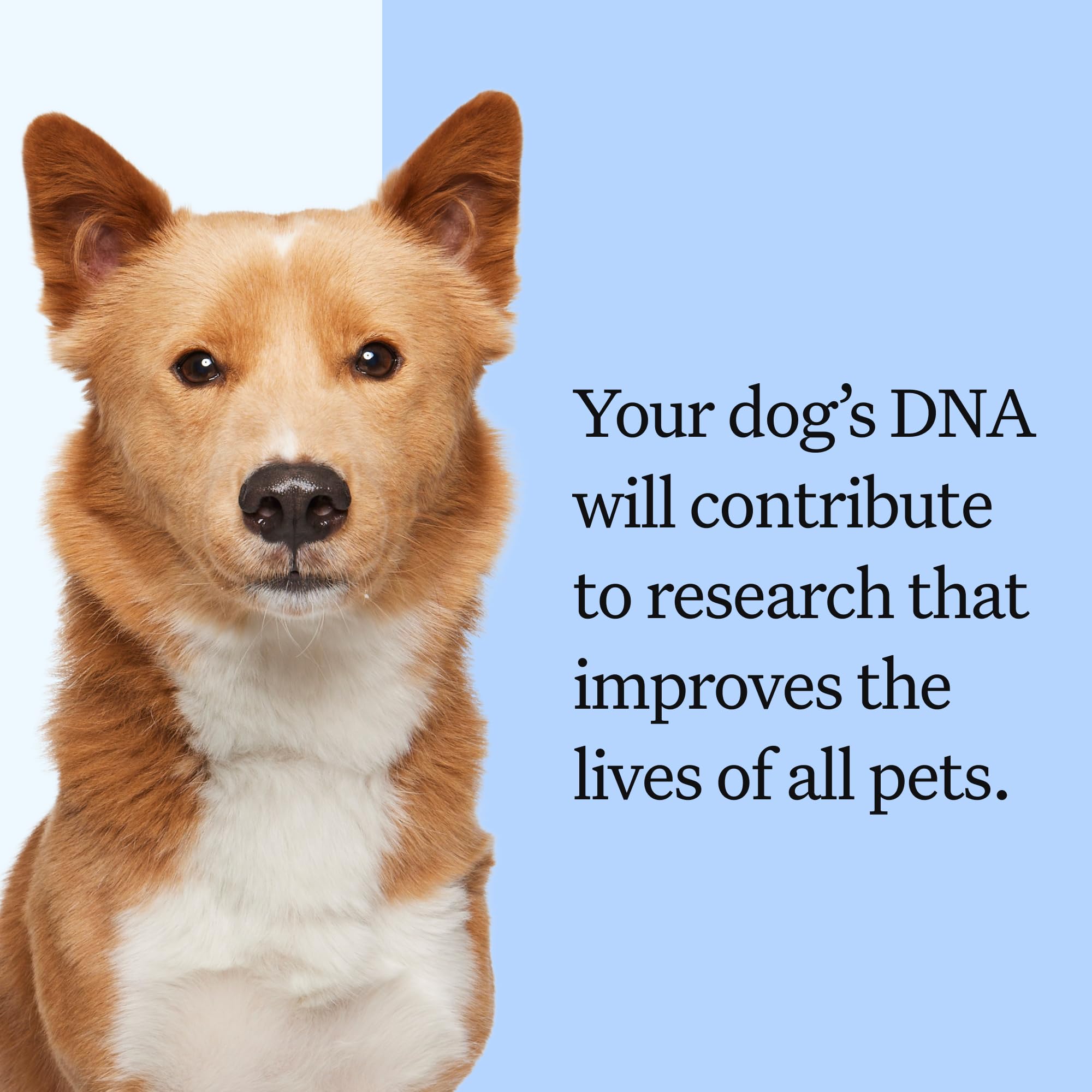 Wisdom Panel report cover illustrates comprehensive breed and ancestry details