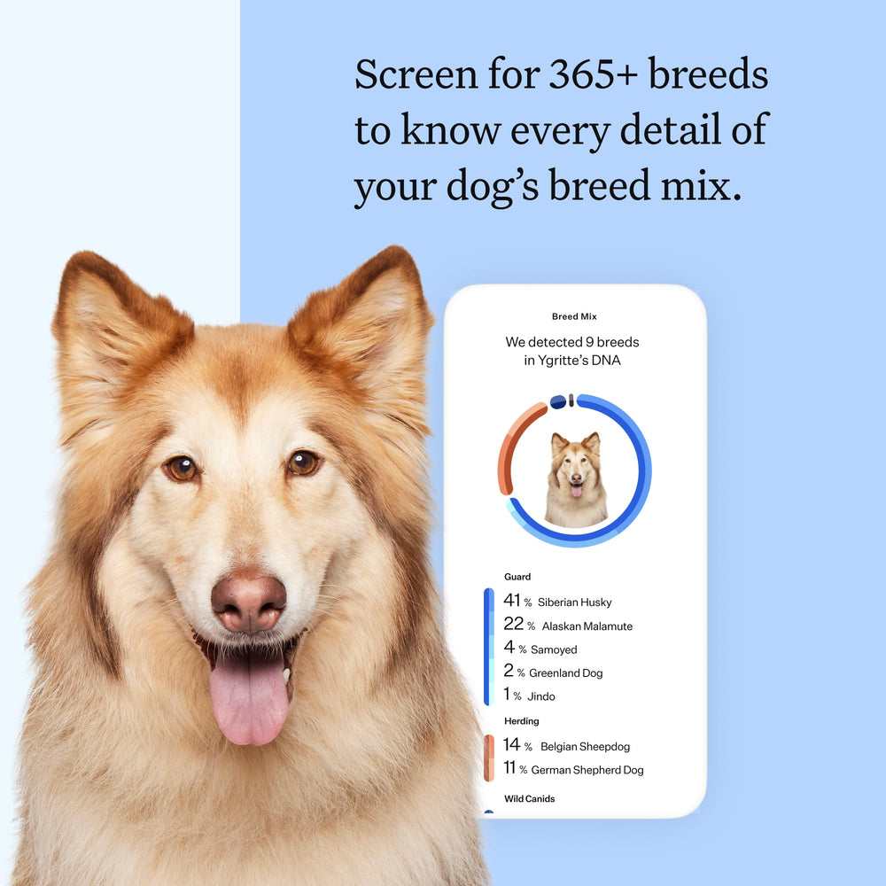 Wisdom Panel swab kit image highlights quick, painless sampling for breed insights