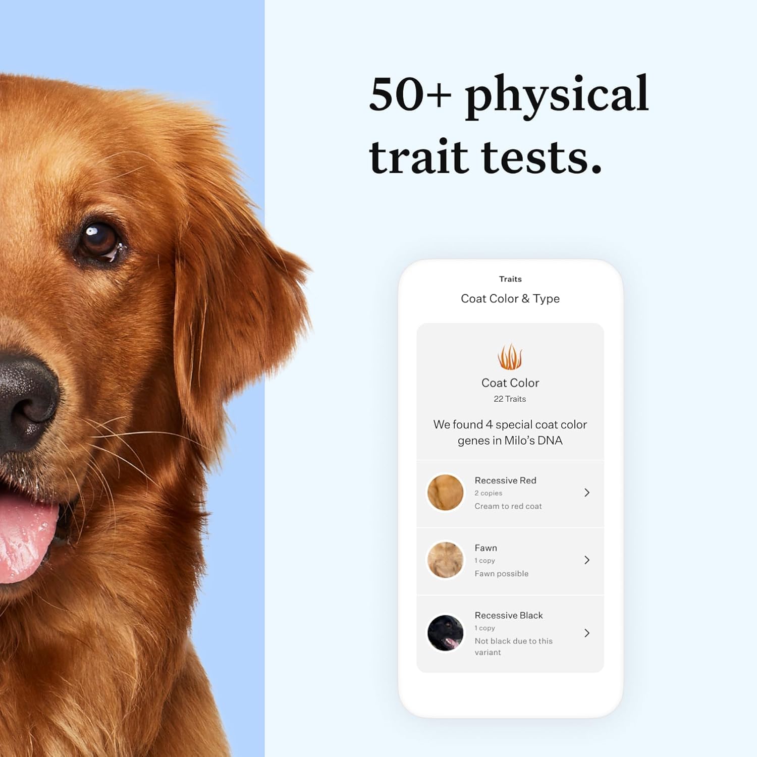 Wisdom Panel Essential DNA Kit results report image highlighting breed and health data for informed care.