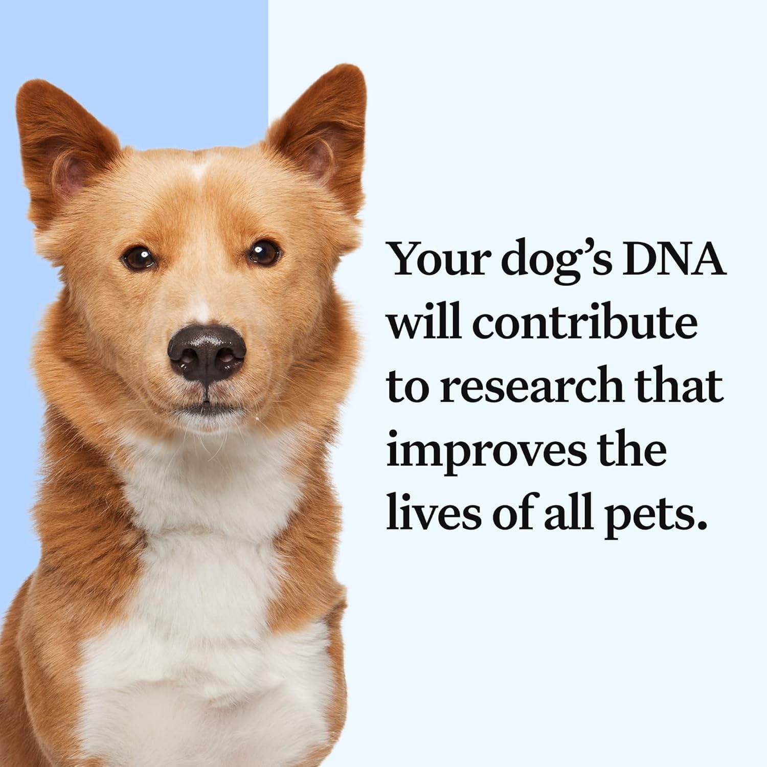 Wisdom Panel Essential DNA Kit vet-care image illustrating how results support veterinary discussions and care planning.