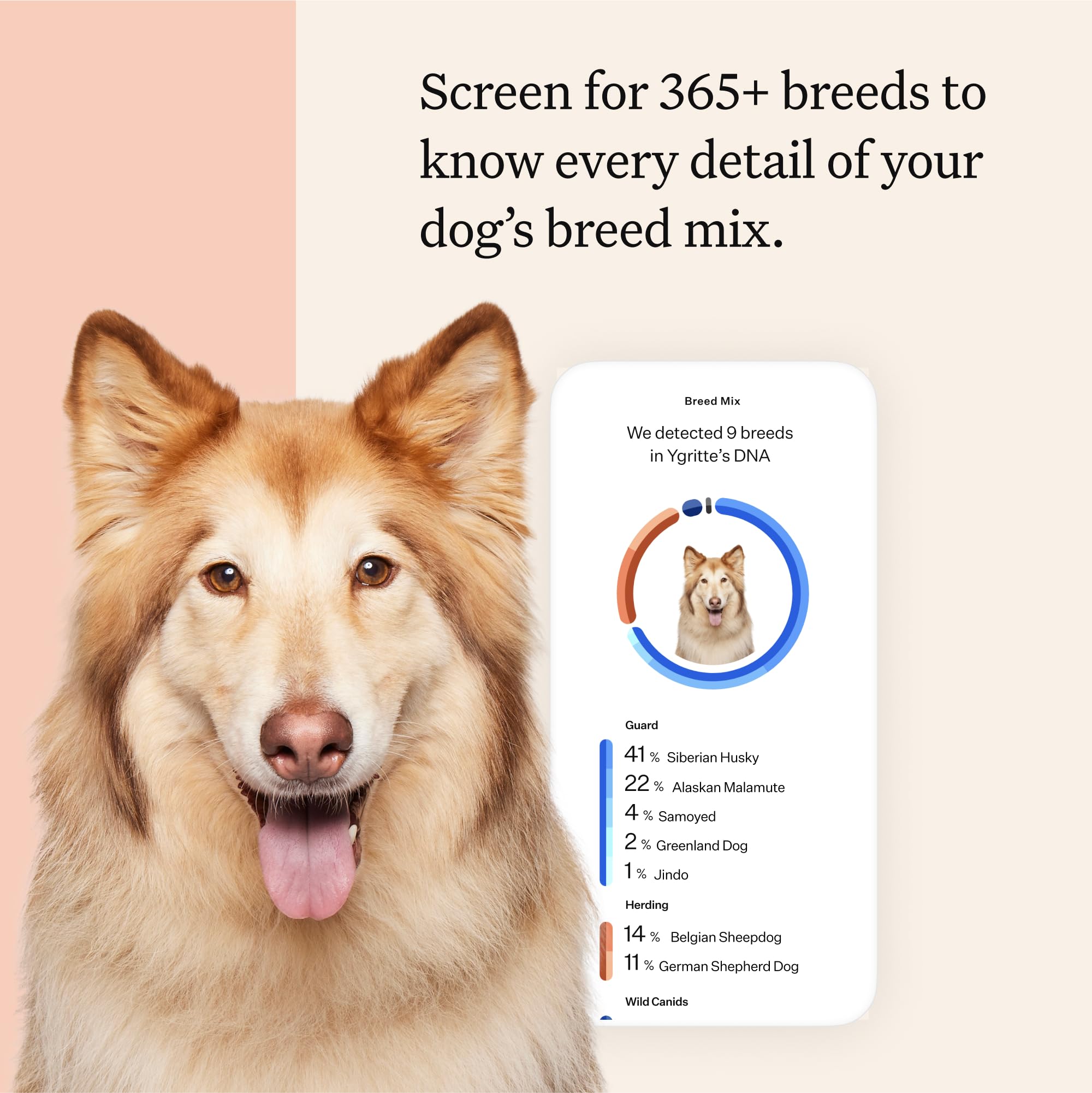 Wisdom Panel Premium Dog DNA Kit health-conditions screening guides proactive care