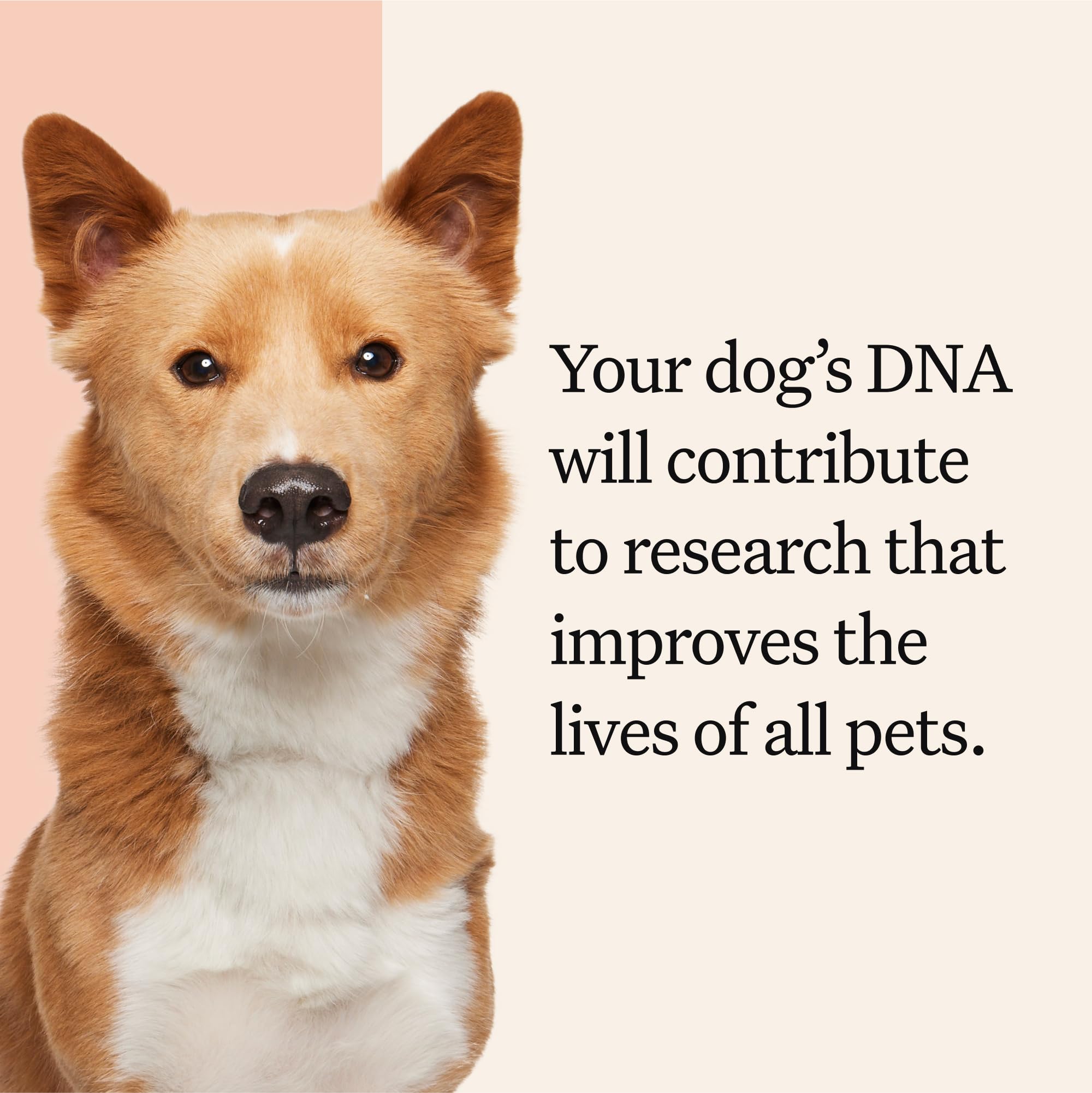 Wisdom Panel Premium Dog DNA Kit pack includes sample collection kit