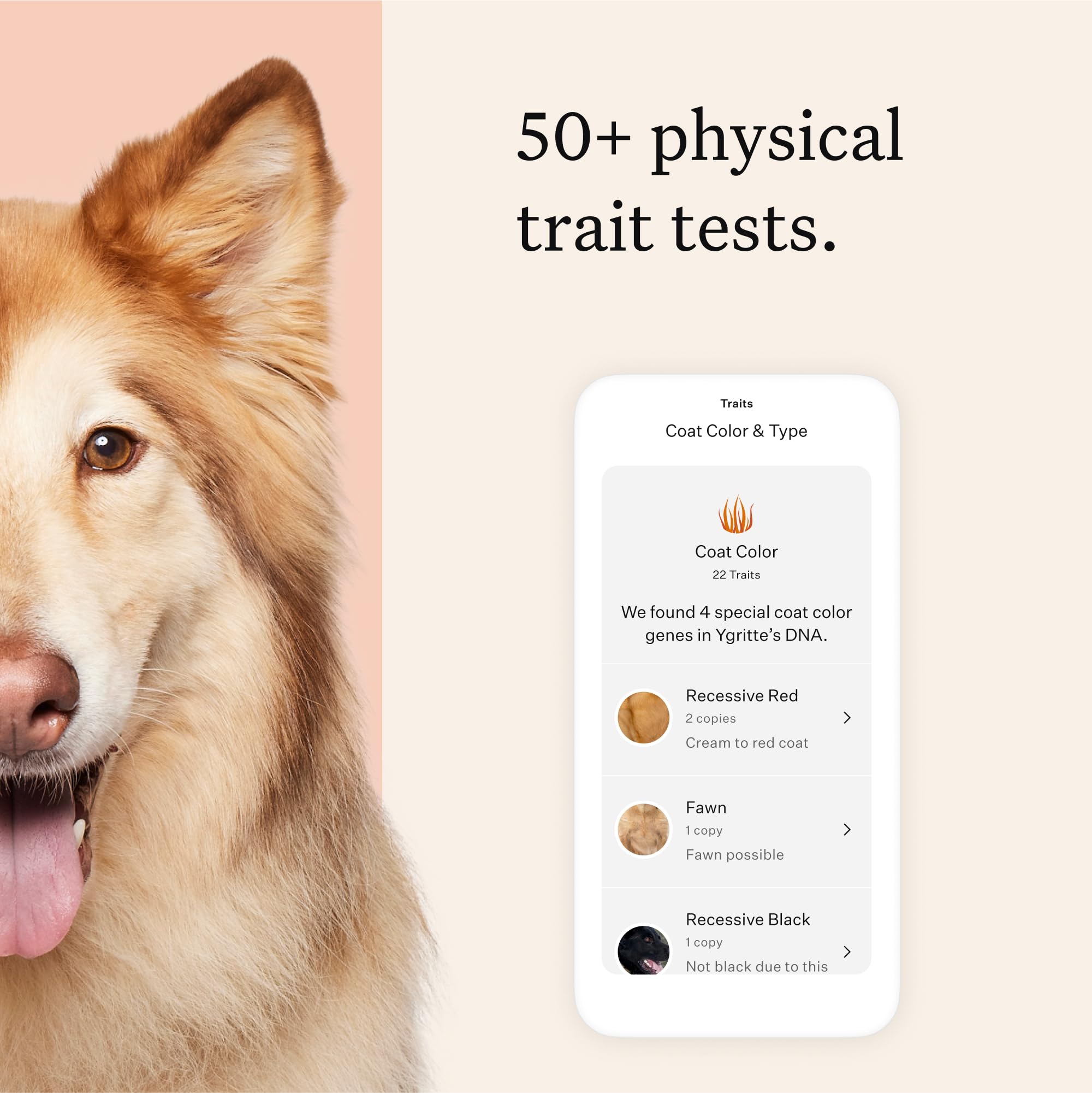 Wisdom Panel Premium Dog DNA Kit relatives and ancestry links dogs together