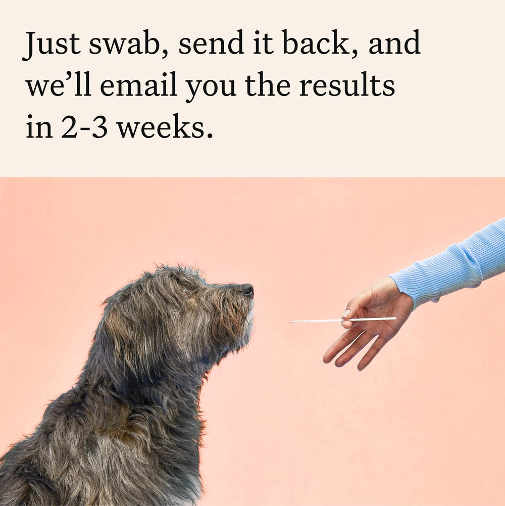 Wisdom Panel Premium Dog DNA Kit comprehensive report with breed and health insights