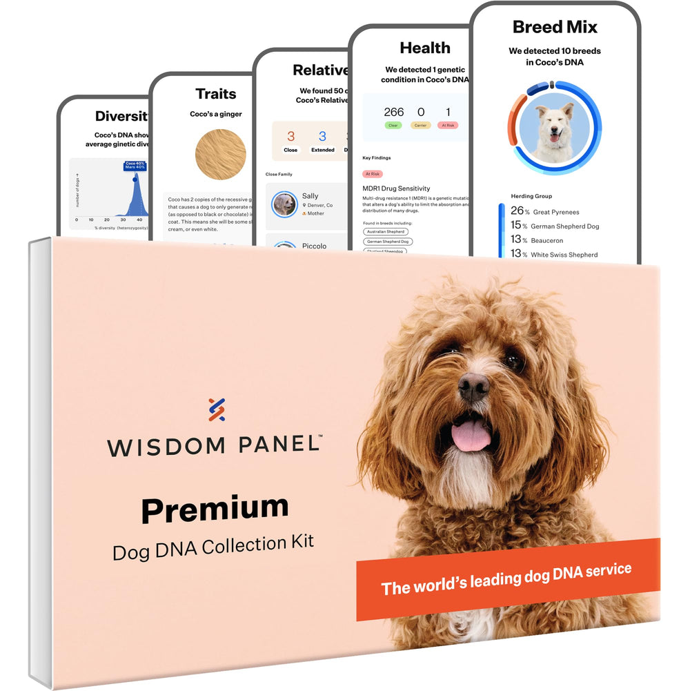 Wisdom Panel Premium Dog DNA Kit swab process for quick, painless sample collection at home
