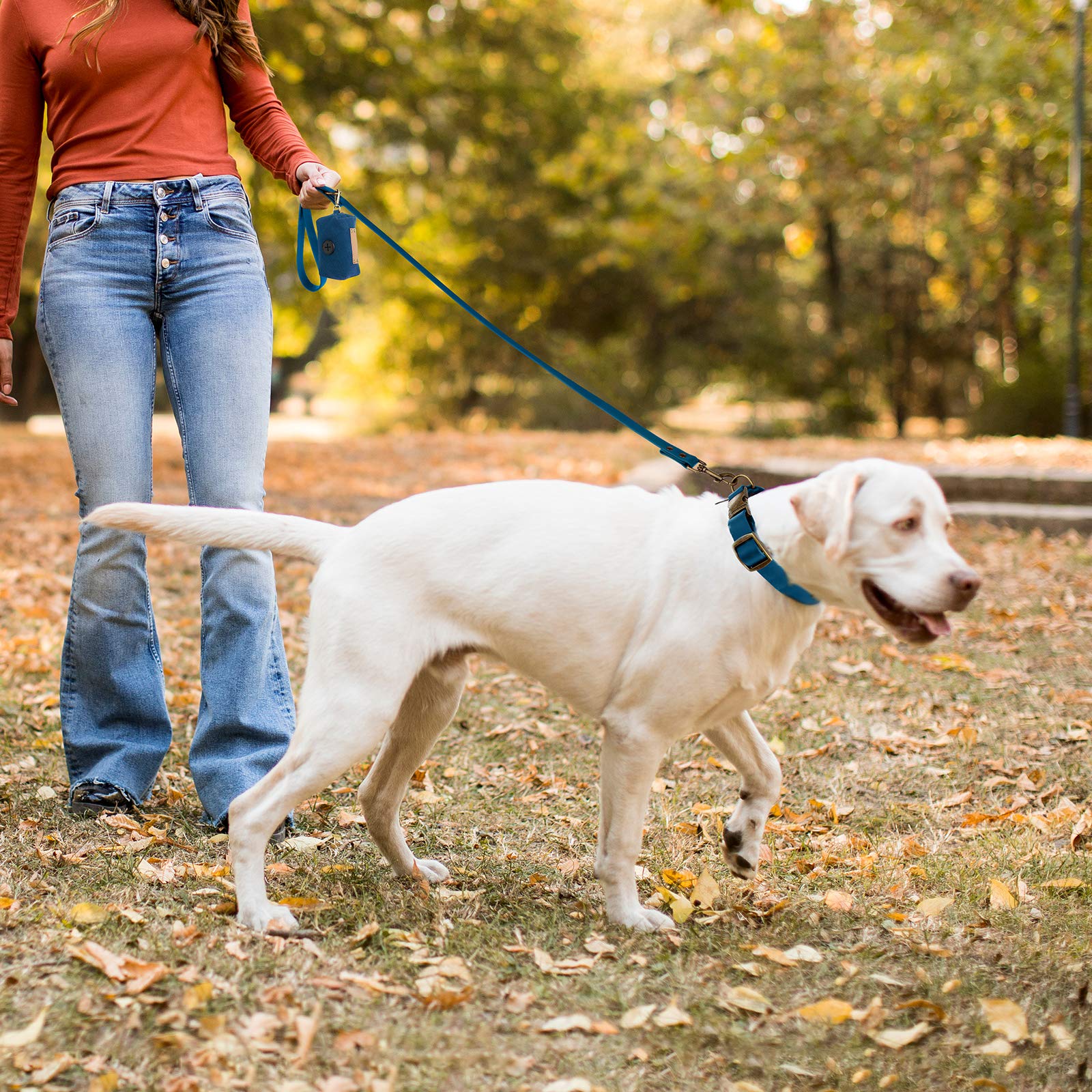 Wisedog blue collar and leash — stylish daily-walking pair.