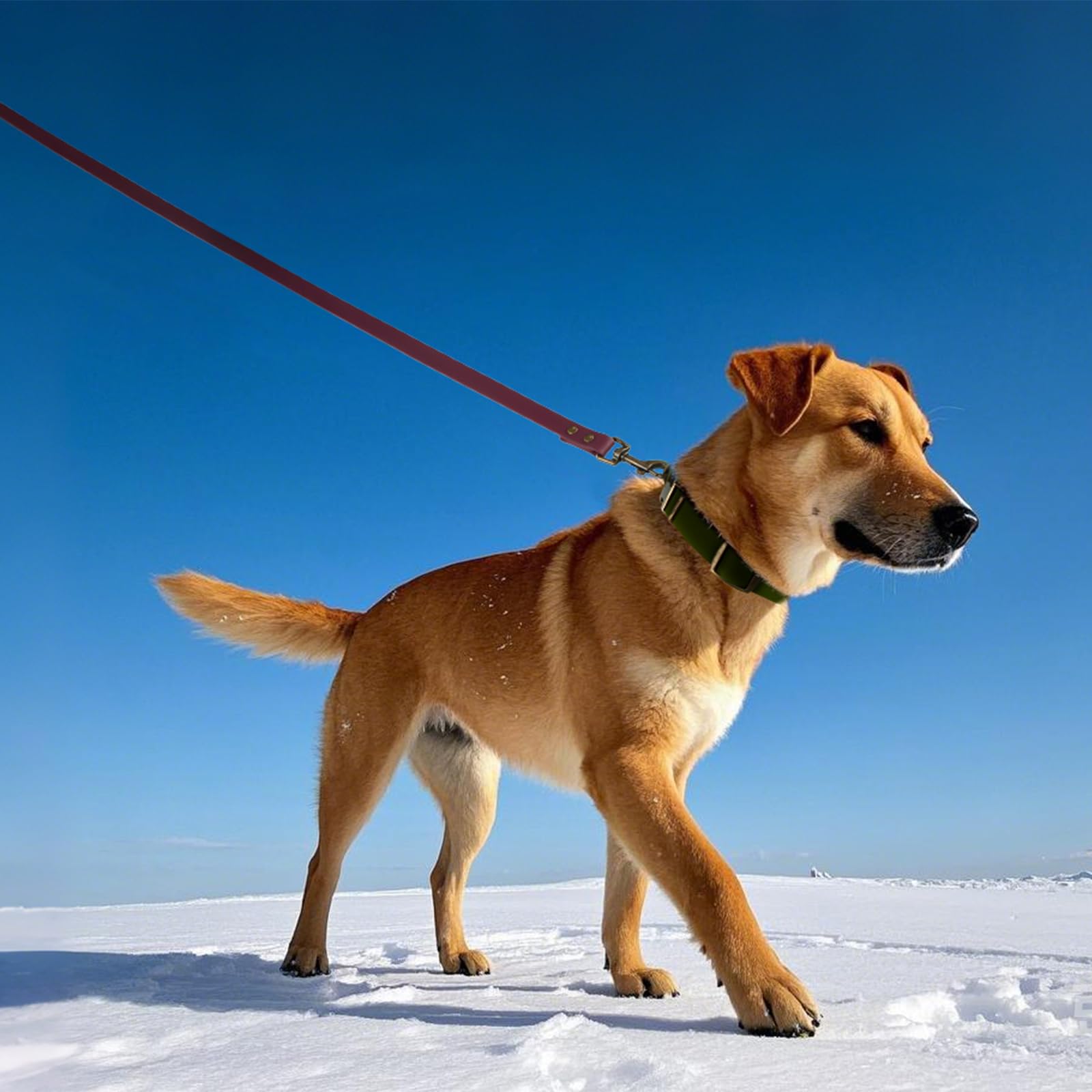 Wisedog easy-clean collar rinses clean after dirt and mud.