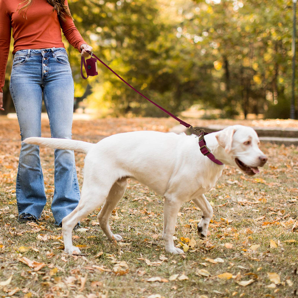 Wisedog dog wearing burgundy set during a sunny walk