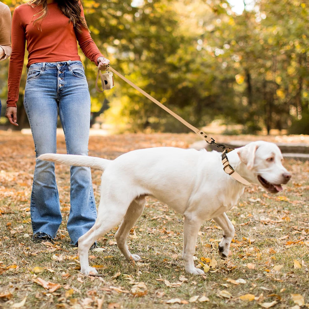 Wisedog sand-color collar and leash on dog during a walk