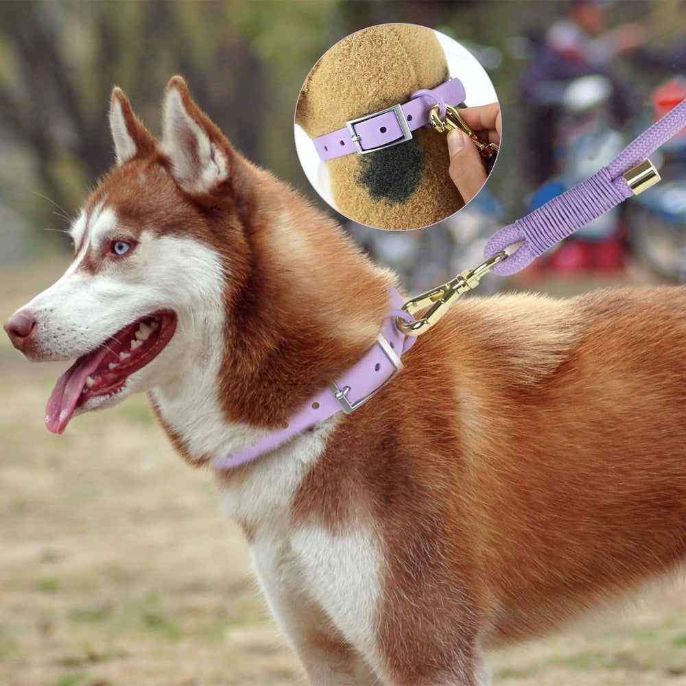 Wisedog leash displays braided design for a stylish daily look