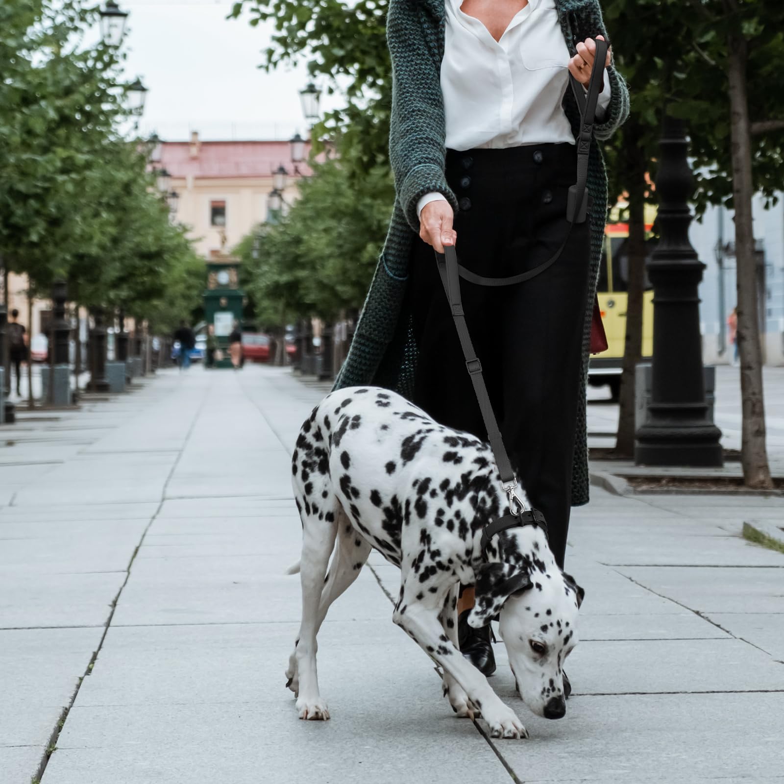 Wisedog leash designed for medium to large dogs in a black finish.
