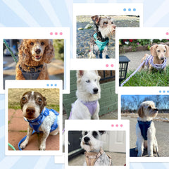 Wisedog No Pull Harness size chart and fit guidance for a snug, comfortable wear.