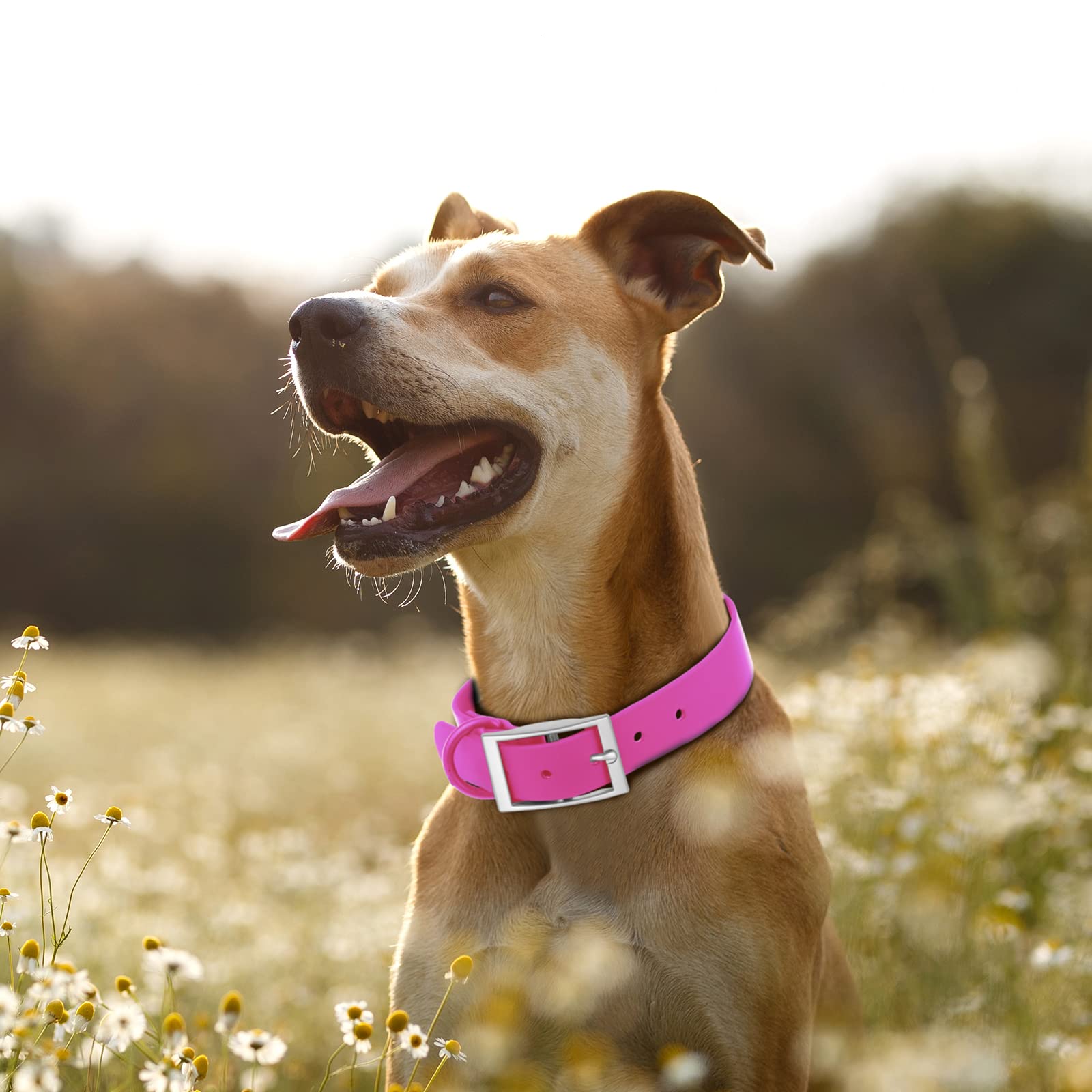 Wisedog size range 7 to 23.6 inches covers small to large breeds.