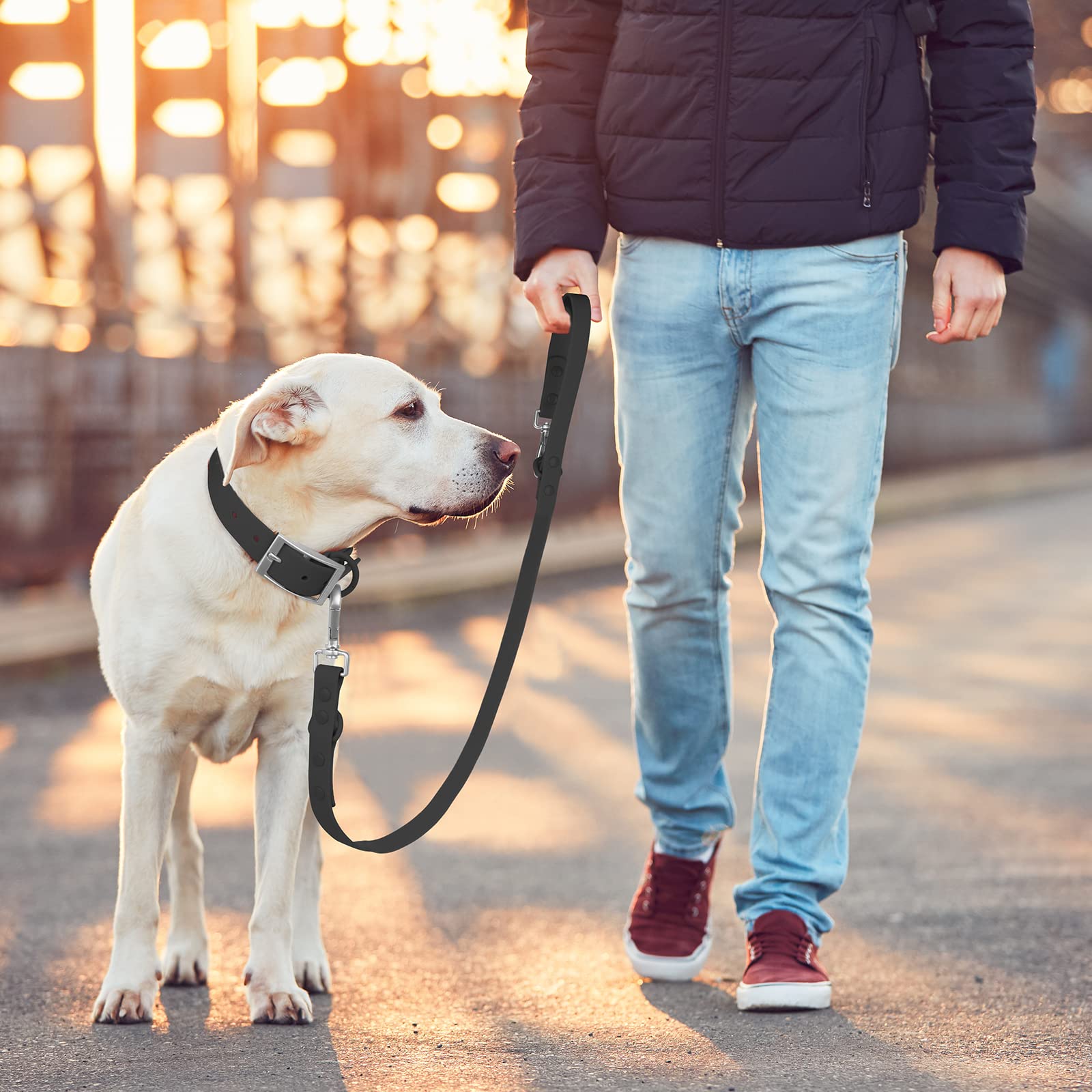 Wisedog blue leash color presents modern fashion for dogs of all sizes