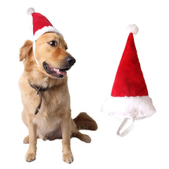 Wiz BBQT adjustable 3D Santa hat on a dog for festive photos.