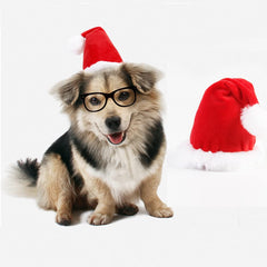 Wiz BBQT pet Christmas photo session hat captures adorable holiday moments.