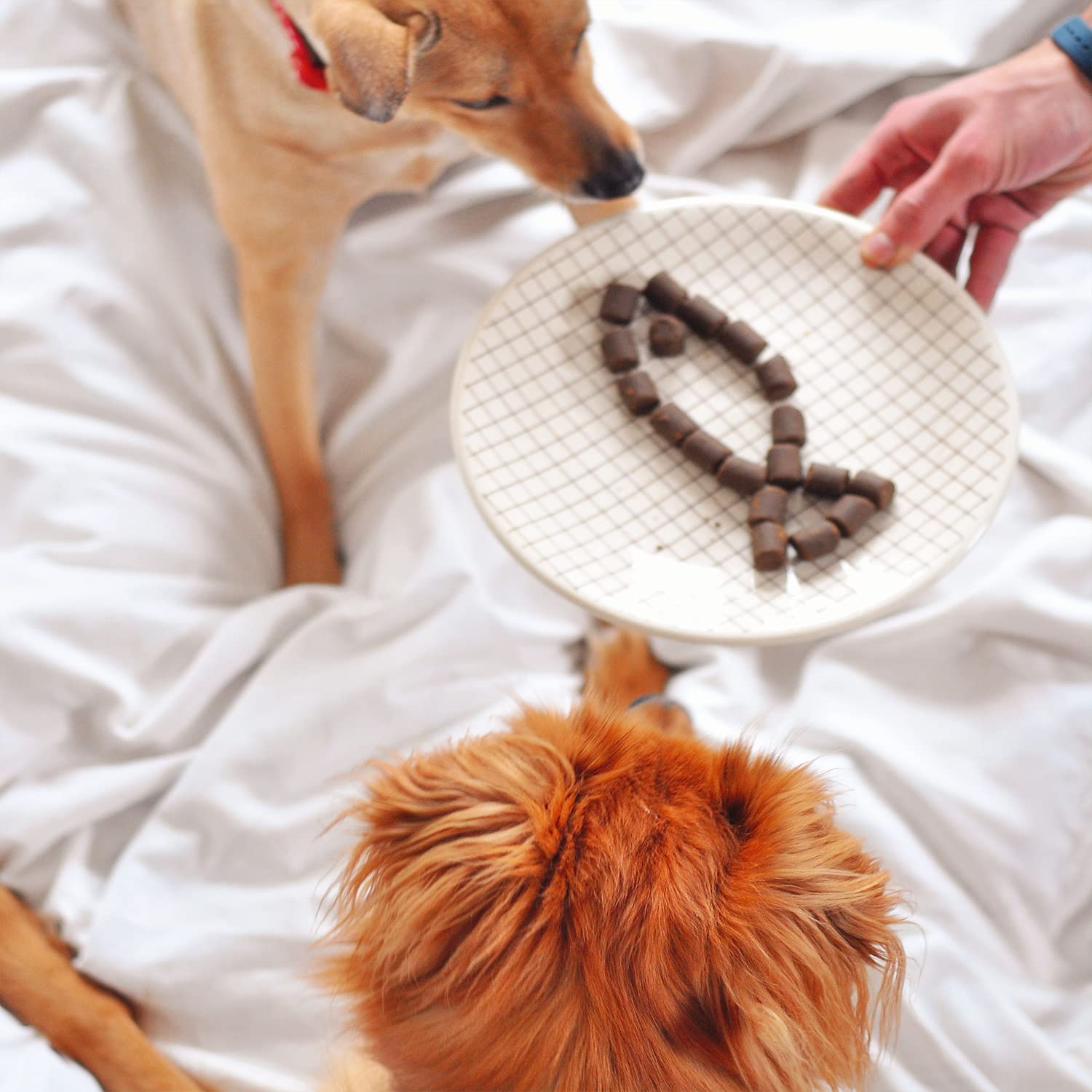 WizardPet product shown for puppies and seniors indicating versatile use across life stages