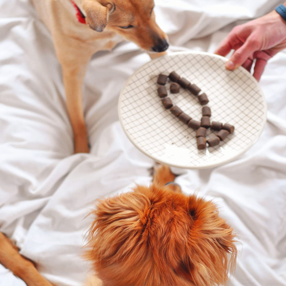 WizardPet product shown for puppies and seniors indicating versatile use across life stages