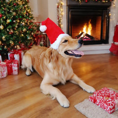 Wiz BBQT large dog Santa hat side view with upright silhouette