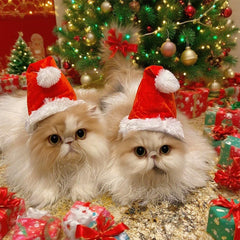 Wiz BBQT Santa hat with adjustable elastic strap fits tiny pets securely