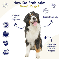 WNz Health dog gut health probiotics promote better nutrient absorption.