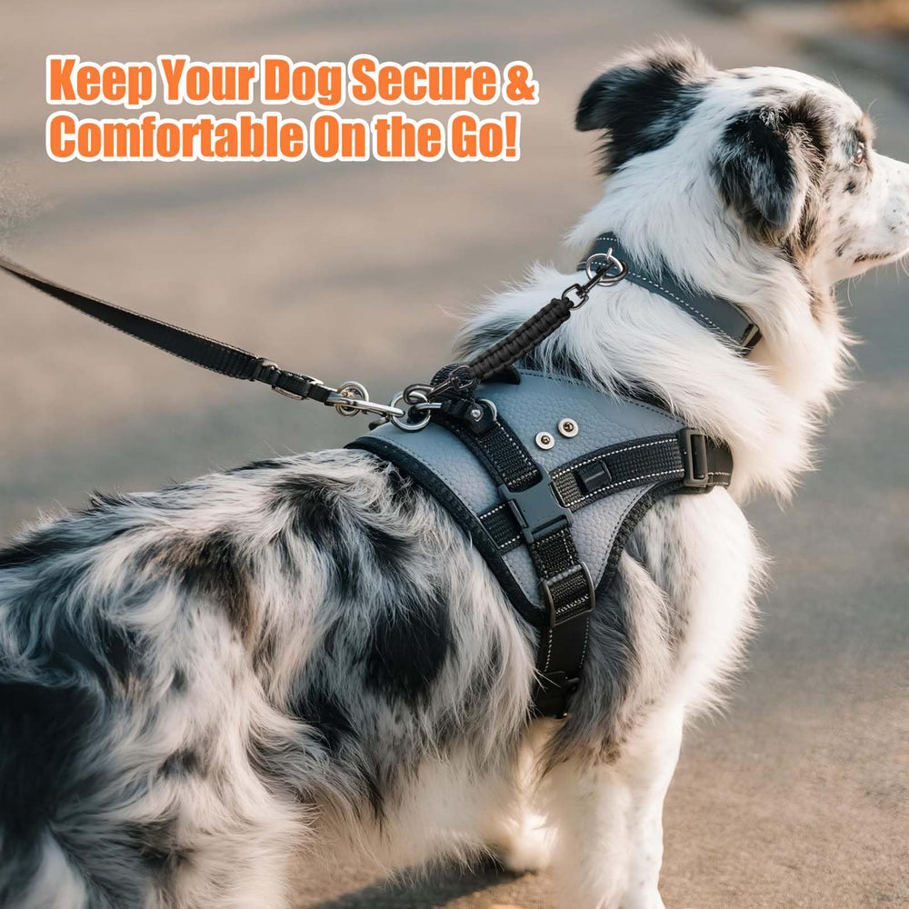 WOINXENN dog-walk scenario image highlights secure connection during outdoor adventures.