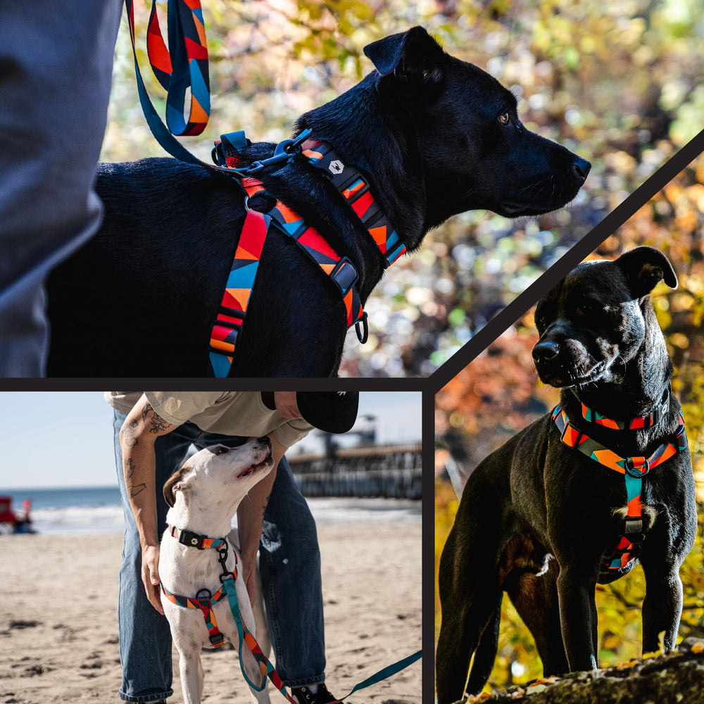 Wolfgang Man & Beast harness on an active dog during hike demonstrates long-lasting durability