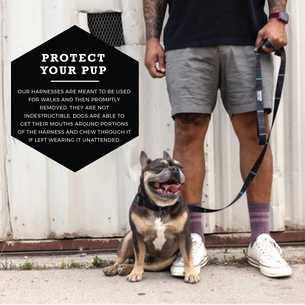 Wolfgang Heavy Duty Adjustable Dog Harness NightOwl Small welded D-ring for strong leash attachment