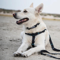 Wolfgang Heavy Duty Adjustable Dog Harness NightOwl Small stitch detail highlights durable construction