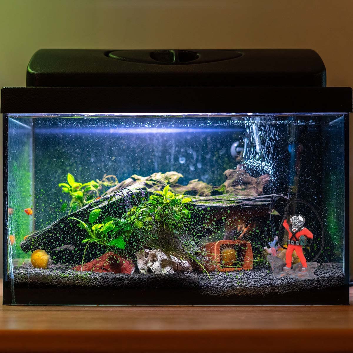 Wolfride red diver enhances aquarium decor while compatible with air pump bubble setup.