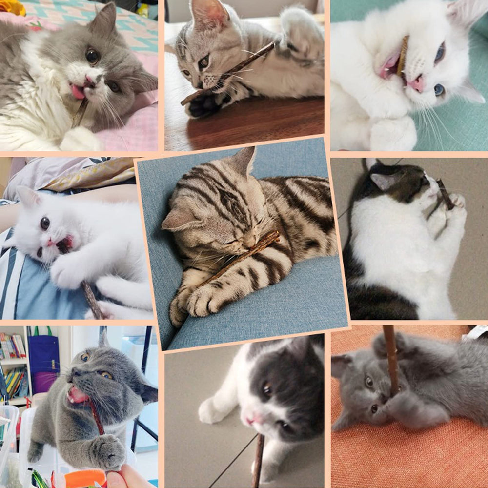 WoLover catnip sticks close-up reveals natural aroma.