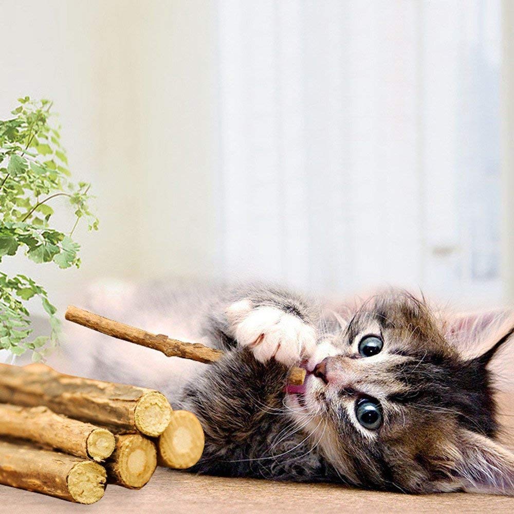 WoLover catnip sticks encourage kitten play and activity.