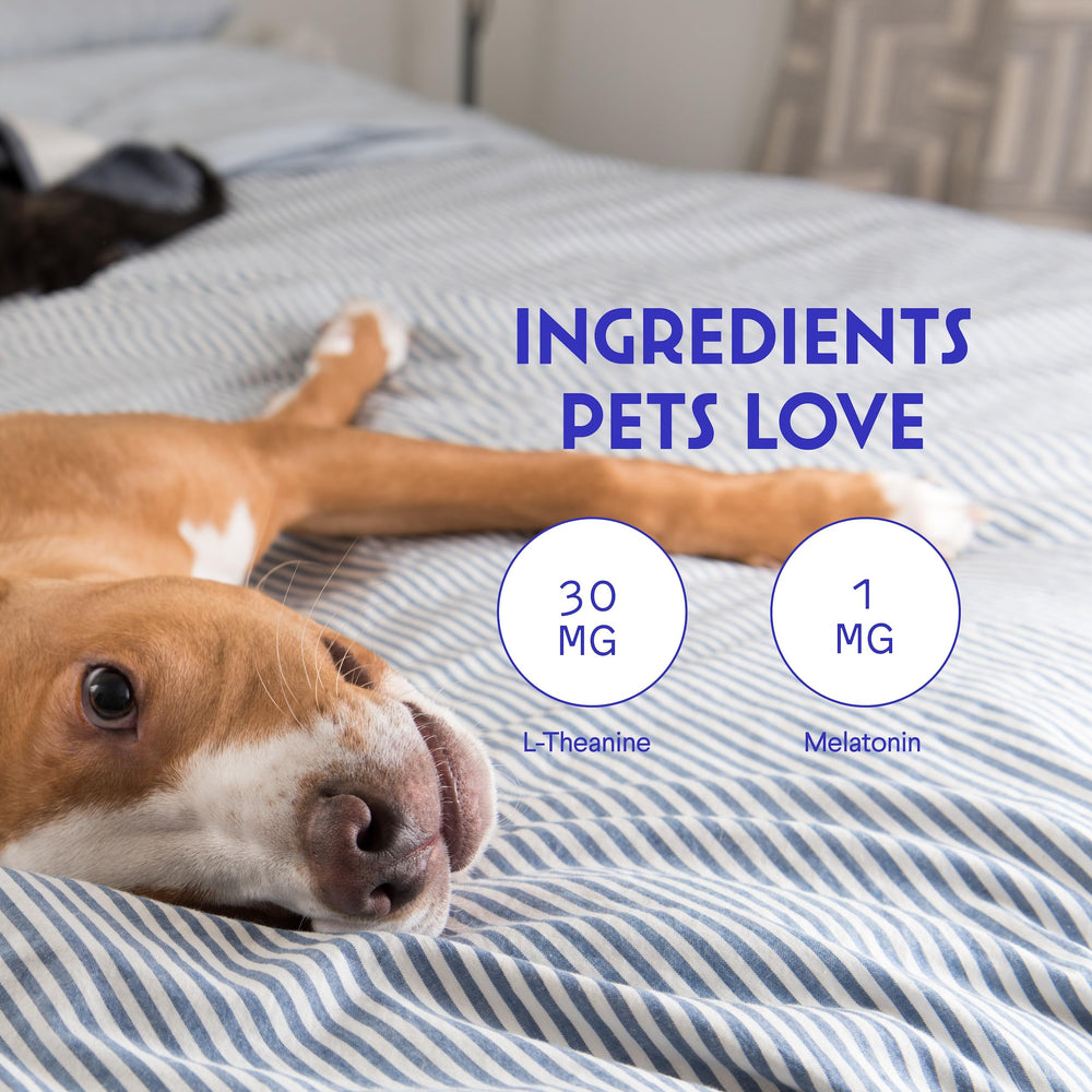 Wonder Paws Melatonin bottle for dogs aids calmer car rides and motion support.