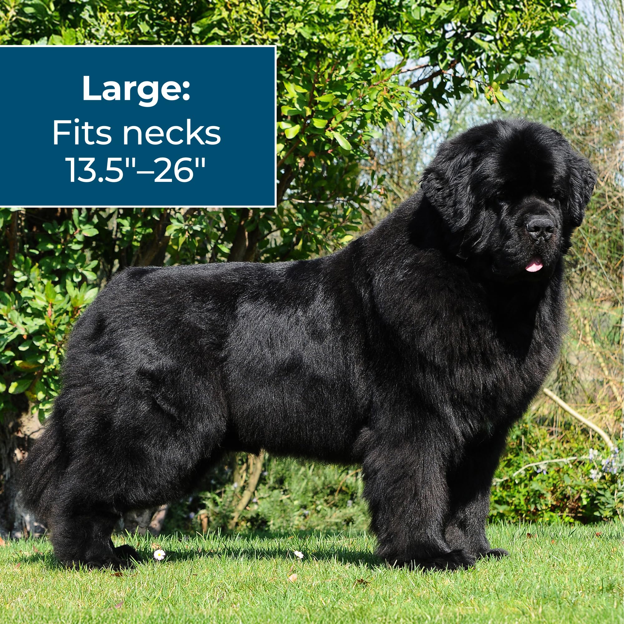 Wondercide dog collar cut to size for a precise, comfortable fit.