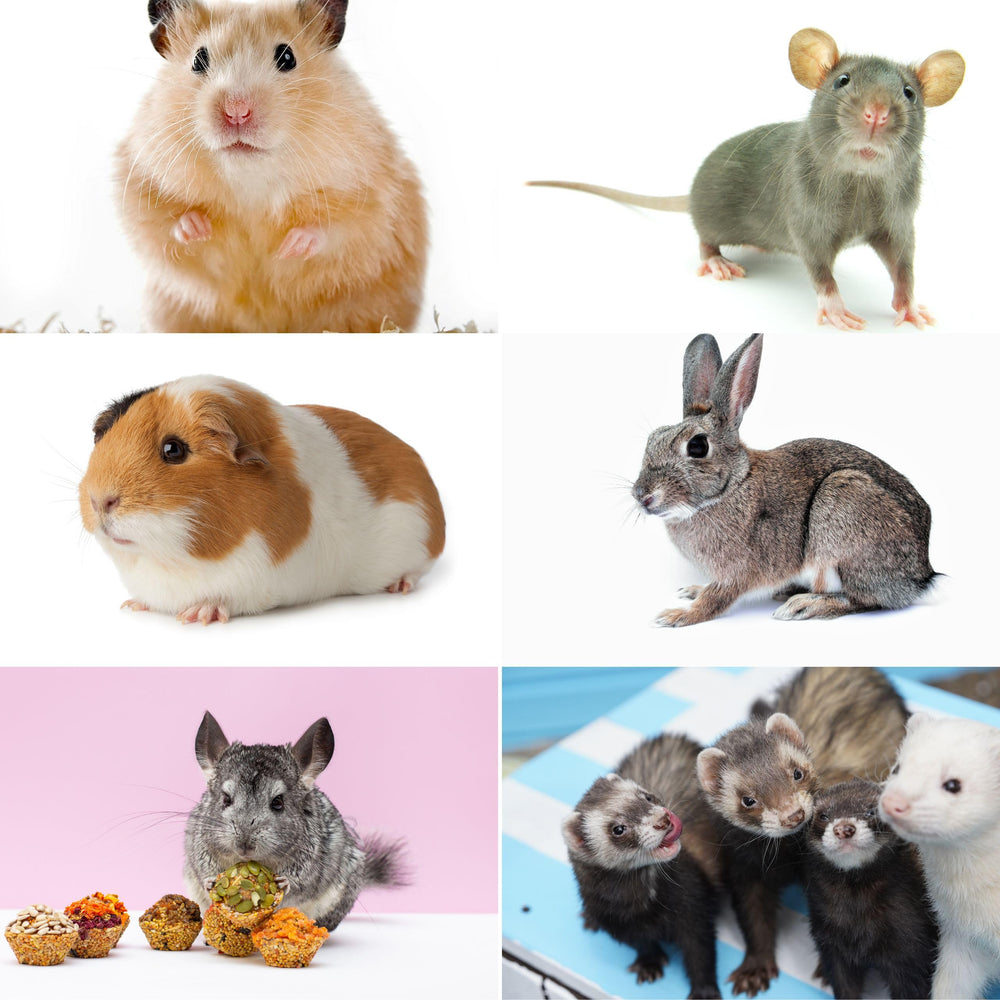 Wood Smith USA kiln-dried pine bedding shows high absorbency