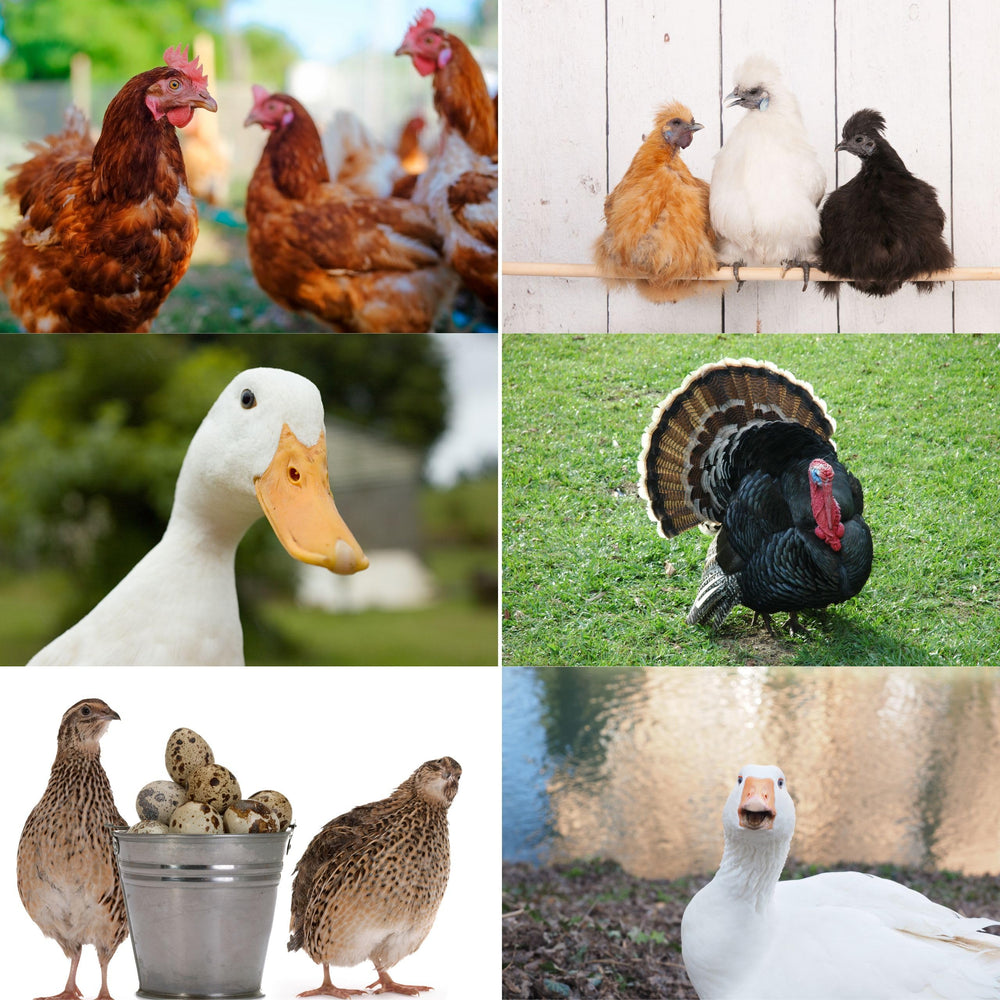 Wood Smith USA small-pet bedding in use with a hamster